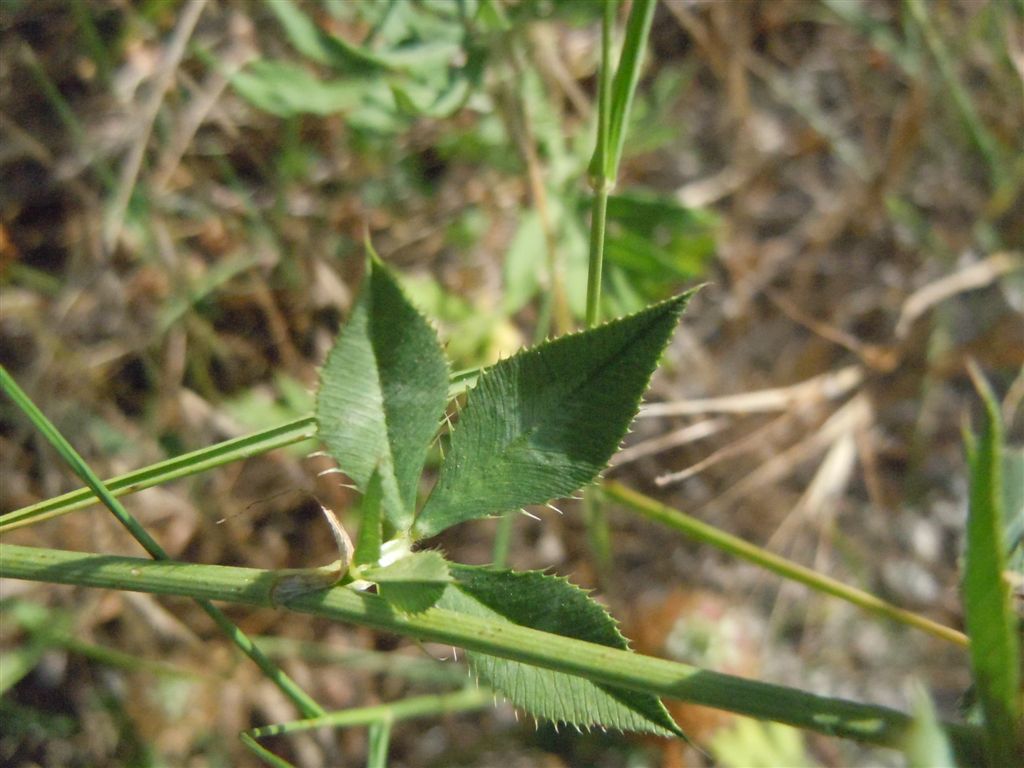 Trifolium vesiculosum / Trifoglio vescicoloso